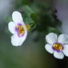 白いお花・・・③