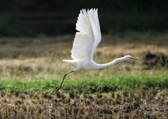 4.飛ぶ・・・③