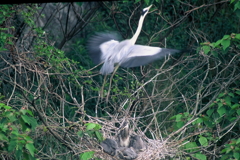 飛び立つ・・・