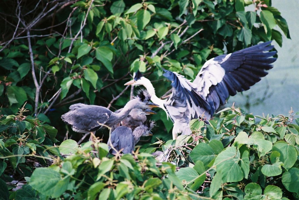 あっ！　お母さんじゃなかった・・・