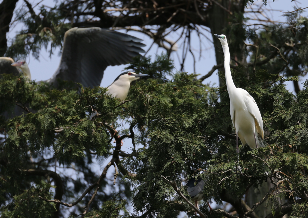 美しきダイサギ！②
