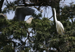 美しきダイサギ！②