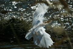 意外とデカい(^-^;