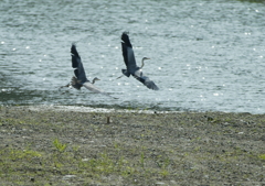 編隊飛行・・・？