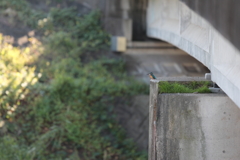 「お、おぃ・・・。ちょっとまてっ、早まるな・・・」