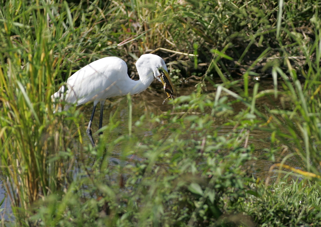 6.やっぱりダメだぁ～・・・