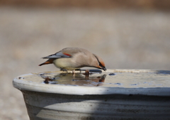 さぁ、飲むぞっ！