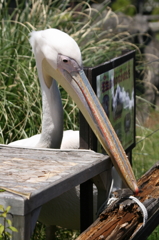 ペリカンさん(^-^)