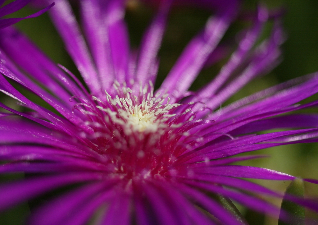 ピンクのお花・・・