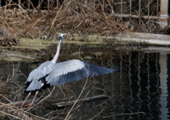 巣材を運ぶ・・・