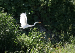 陽の光の中で・・・②