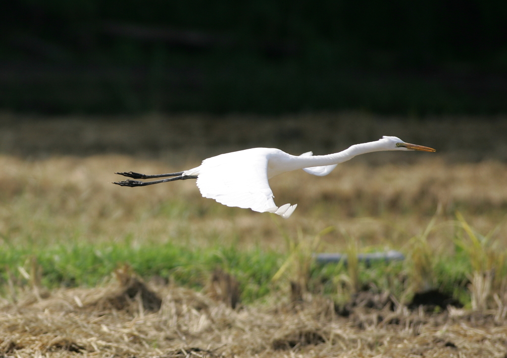 7.飛ぶ・・・⑥