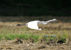 7.飛ぶ・・・⑥