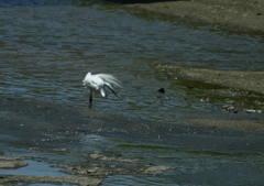 2.獲物を見つめる・・・