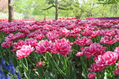 お花(^-^)