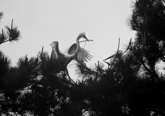 巣材運び・・・②