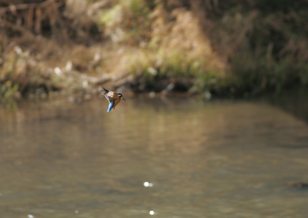 偶然カワさん(^-^)②