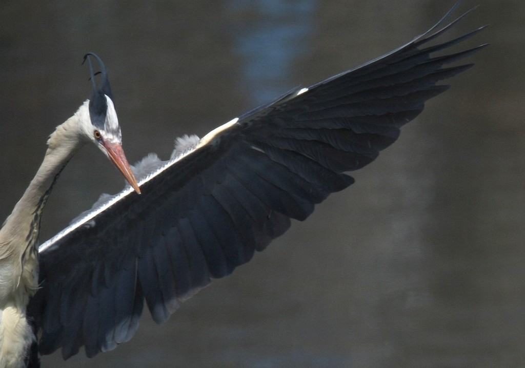 解ったら手を上げよう！