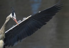 解ったら手を上げよう！