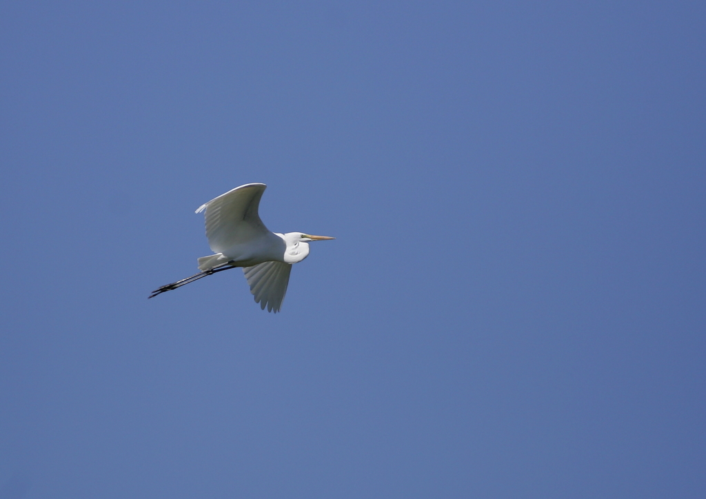 大空を舞う・・・⑤