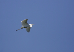 大空を舞う・・・⑤