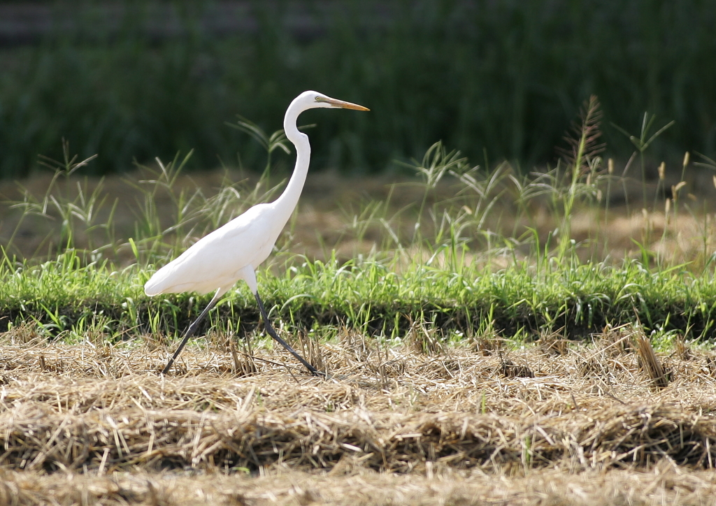 早歩き(^-^)・・・