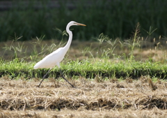 早歩き(^-^)・・・