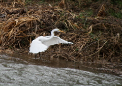 今日は水多いね・・・