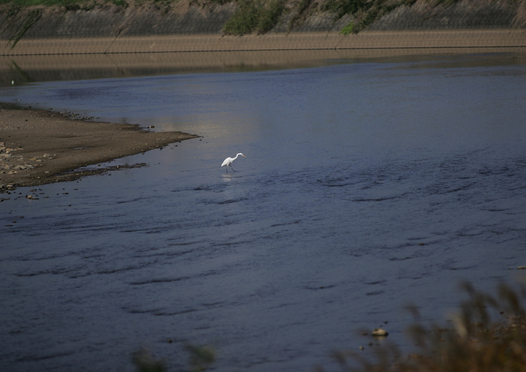 ポツンとダイサギ・・・