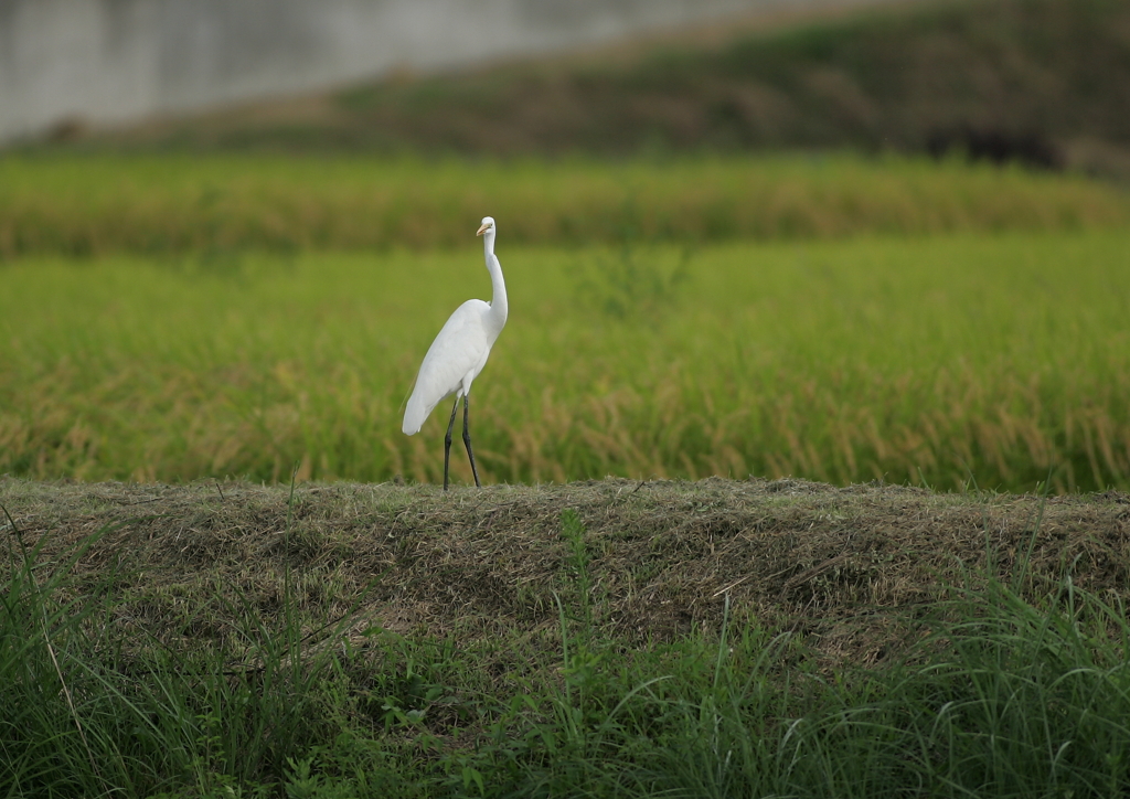 6.あれっ、もしかして・・・