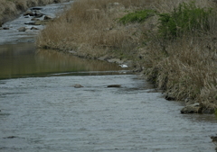 鷺の居る風景・・・