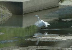 ちっ！　逃げられたか・・・