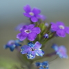 紫のお花・・・