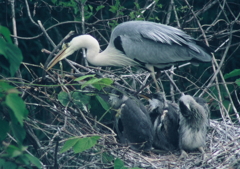 巣の補強・・・③