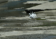 ブルブルッ・・・④