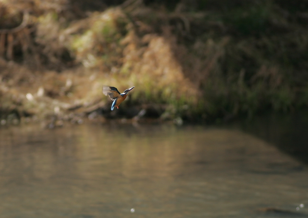 偶然カワさん(^-^)④