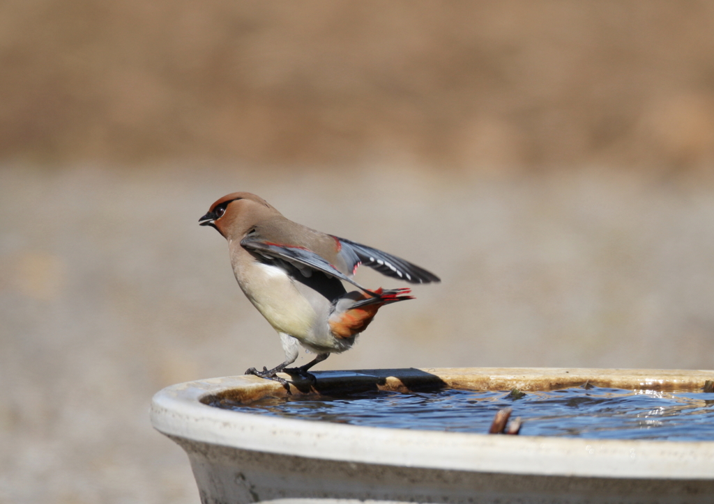 冬の思い出・・・⑮