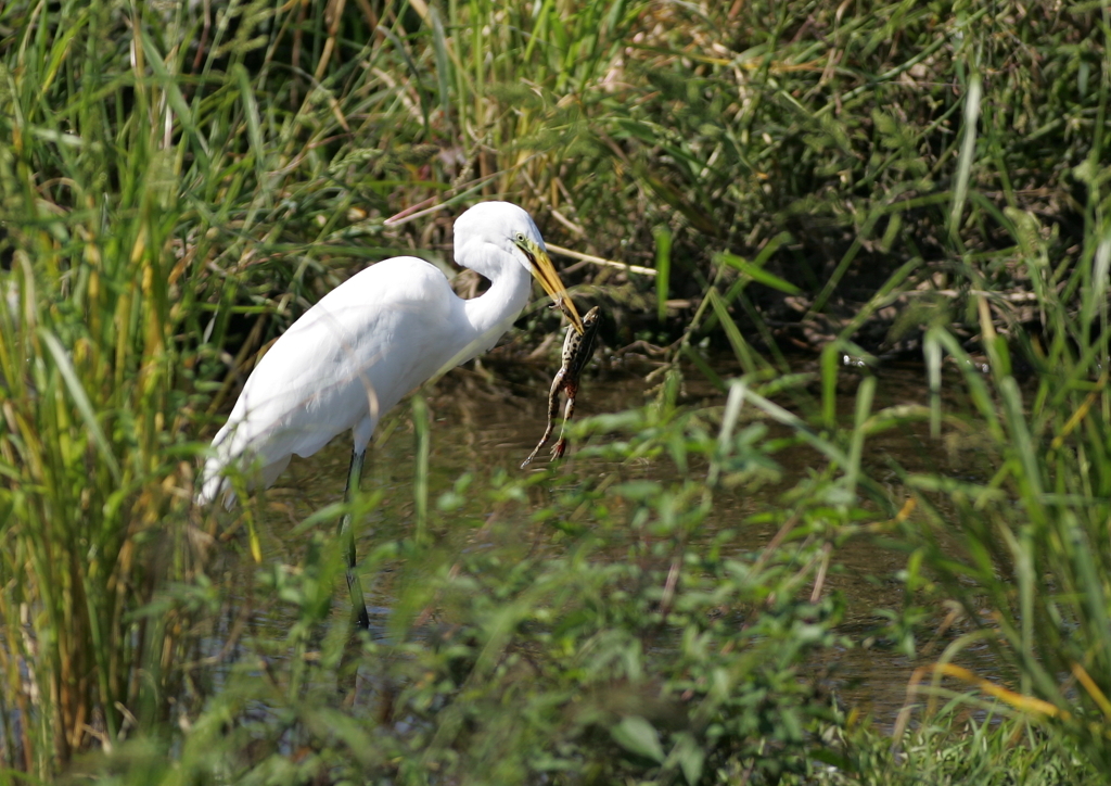 5.逃げるチャンスか・・・