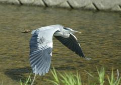 低空飛行・・・。