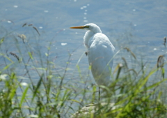 1.ダイサギ見つめる・・・