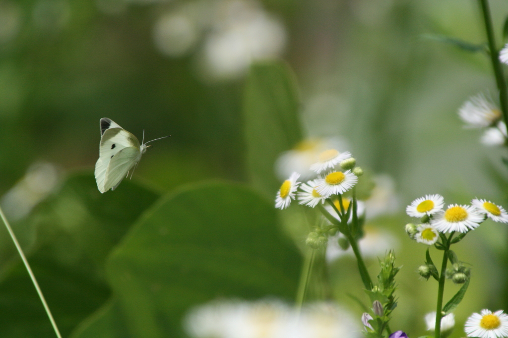 あの花にとまろう！