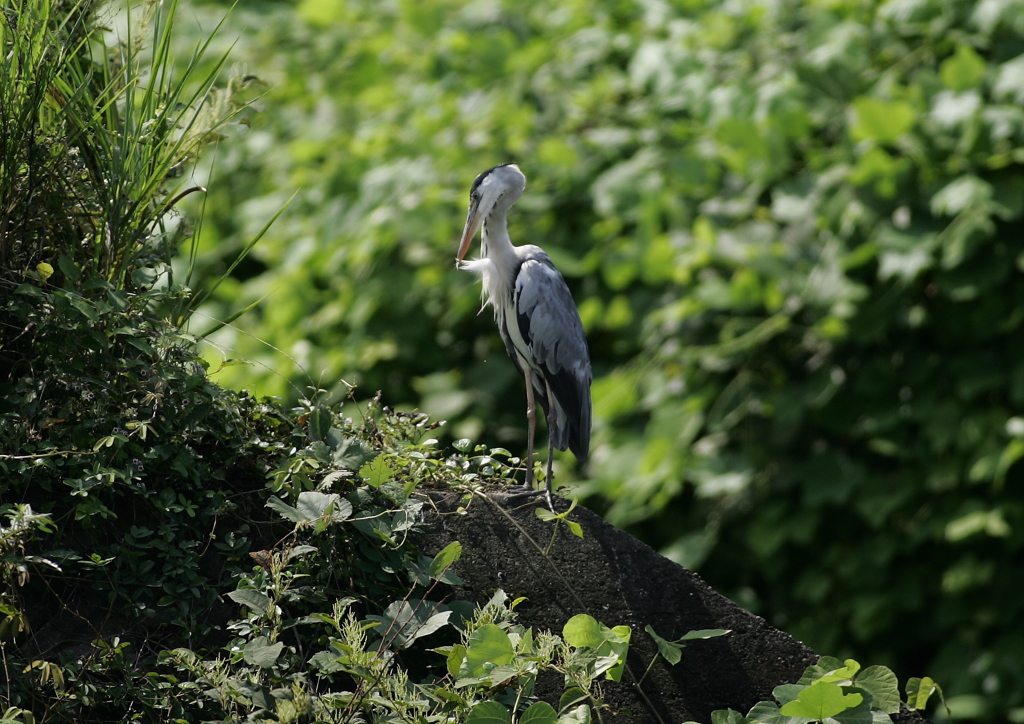 お手入れ中・・・