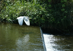1.川面を飛行・・・