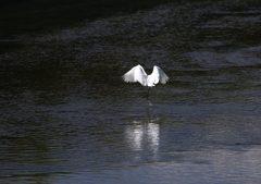 ダイサギの舞い・・・②