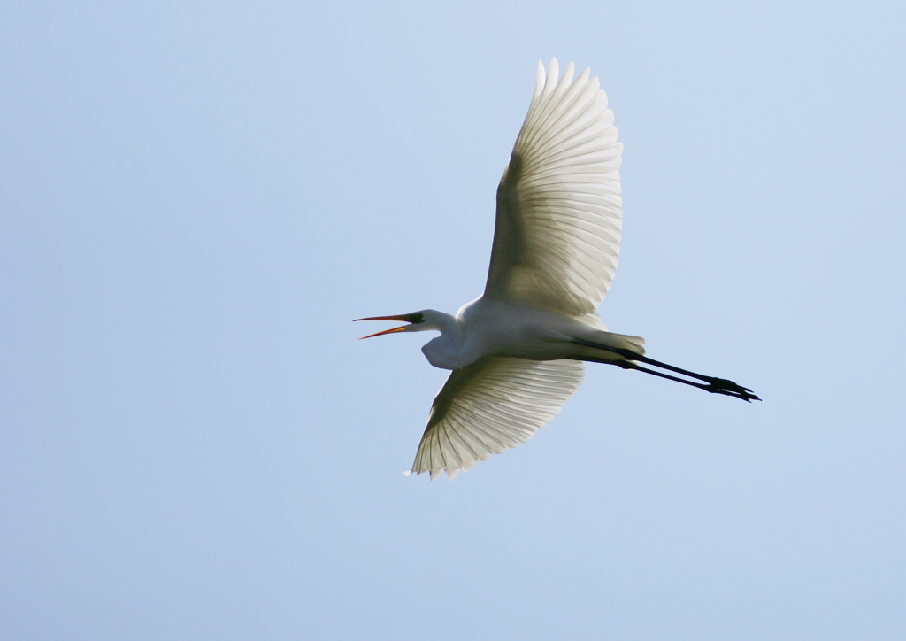 大空を鳴きながら・・・③
