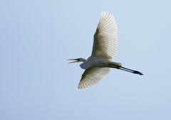 大空を鳴きながら・・・③