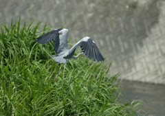 かっ、顔が見えなかった・・・