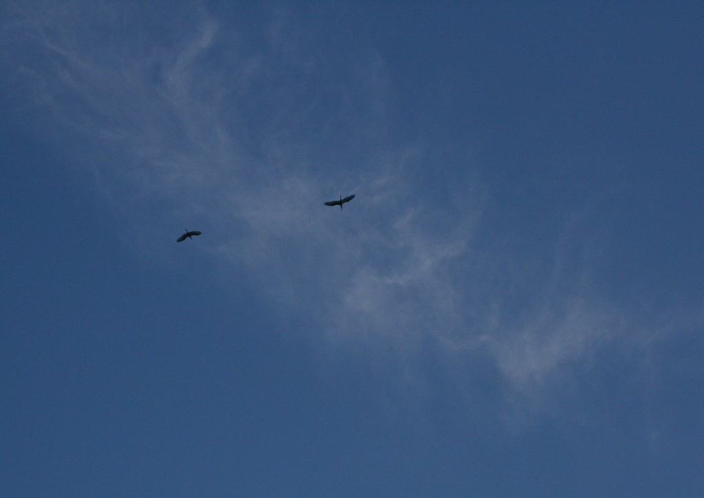 夫婦でしょうか？