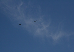 夫婦でしょうか？