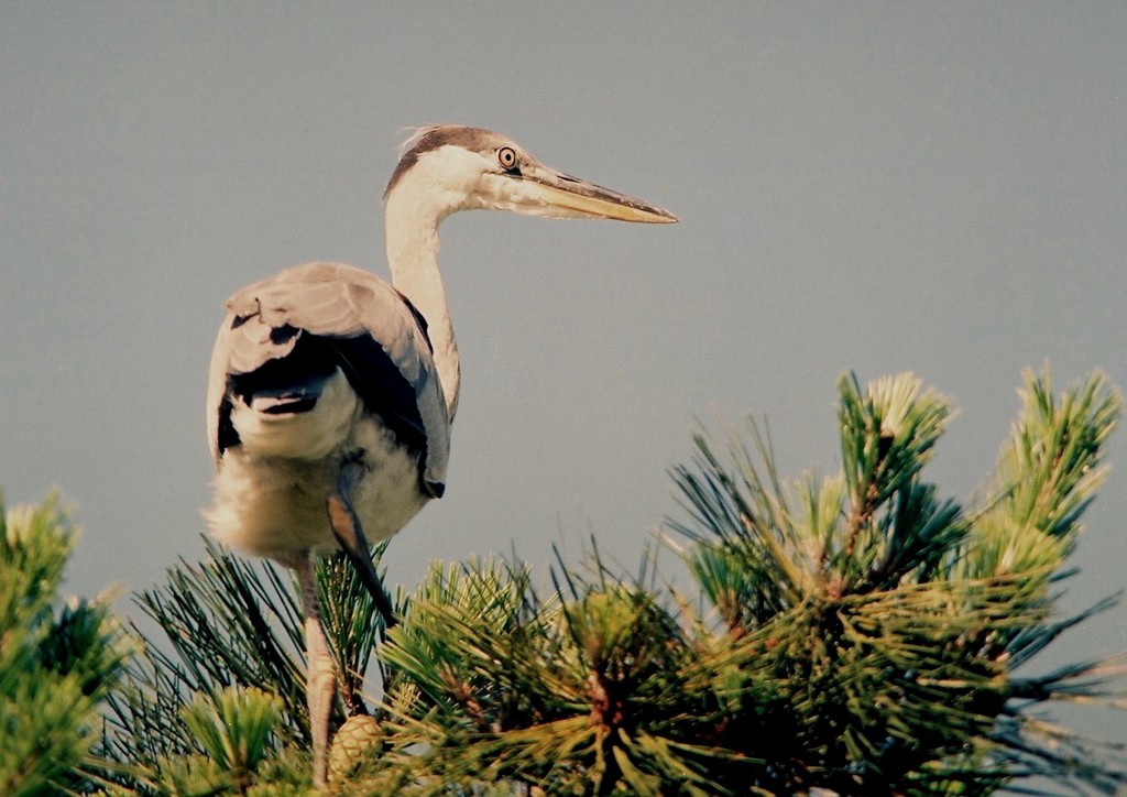 見晴らしいいね！